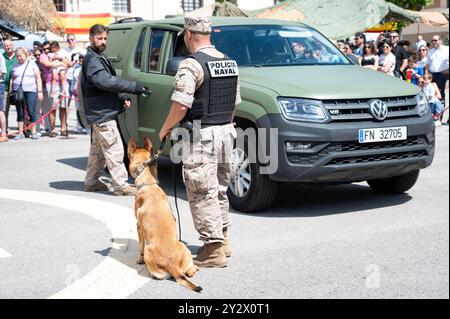 Soldat der Marinepolizei der spanischen Armee mit seinem ausgebildeten K9-Hund, hat eine kurze Leine, um den Hund festzuhalten Stockfoto