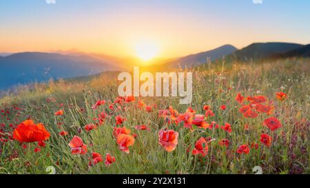 Die Sonne geht auf einem Mohnfeld auf dem Land auf, Österreich Stockfoto