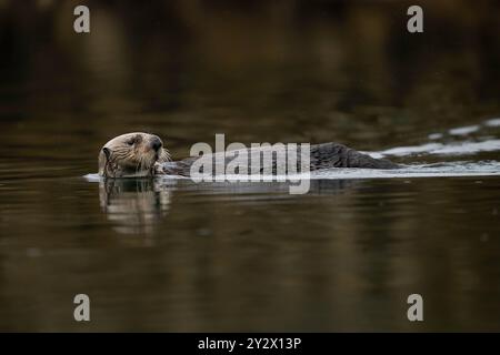 Nordseeotter schwimmend in einer Bucht von Seldovia, Alaska Stockfoto