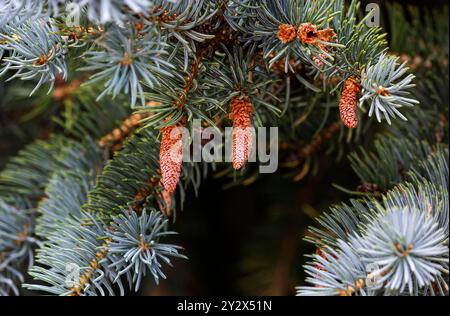 Der junge Kegel der gemeinen Fichte ist rosa. Junge Blaufichtenzapfen. Ein junger Tannenzapfen auf einem Fichtenzweig im Frühjahr. Stockfoto