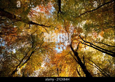 Baumdach im Herbst mit goldenem und gelbem Laub in warmen Licht und Farben. Eine Weitwinkelaufnahme, die die majestätische Atmosphäre des Waldes zeigt Stockfoto