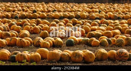 Lange Reihen geernteter orangefarbener Kürbisse auf einem Feld, bereit für die Sammlung. Panoramaformat. Stockfoto