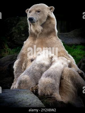 Ein Eisbär, der mit zwei Jungtieren in einer natürlichen Umgebung sitzt Stockfoto