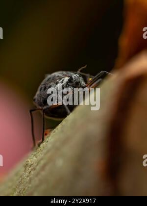 Riesenweidenblattlaus (Tuberolachnus salignus) Stockfoto