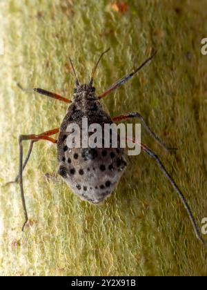 Riesenweidenblattlaus (Tuberolachnus salignus) Stockfoto