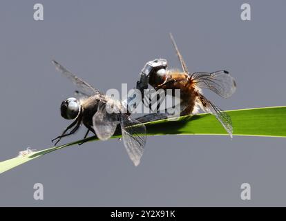 Eine seltene Libellula fulva (Libellula fulva) Libelle im Combe Hill Nature Reserve Gloucestershire UK Stockfoto