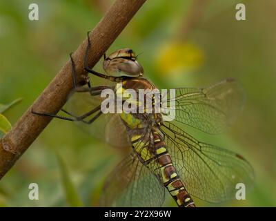 Weibliche Wanderin Hawker (Aeshna mixta) Stockfoto