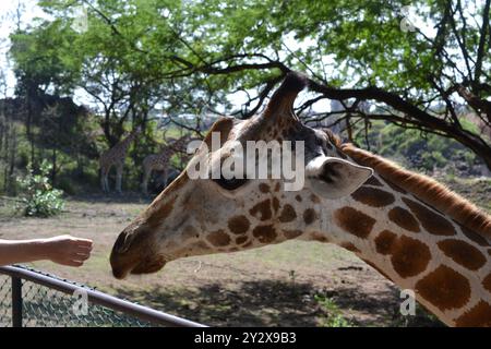 Eine Nahaufnahme einer Giraffe, die von einer Person in einem Zoo mit anderen Giraffen im Hintergrund gefüttert wird. Stockfoto