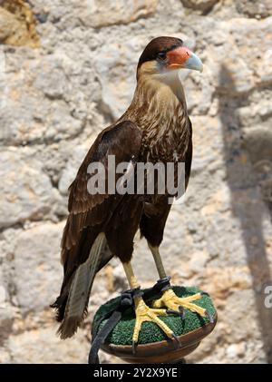 Wappen Caracara, Caracara plancus, Falconidae. Südliche USA, Mexiko, Karibik. Stockfoto