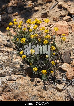 Mediterrane Erdbeere, Currypflanze, Gemeine Sträucher Everlasting, Everlasting Blume oder Ewige Blume, Asteraceae. Ibiza, Balearen, Spanien. Stockfoto