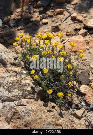 Mediterrane Erdbeere, Currypflanze, Gemeine Sträucher Everlasting, Everlasting Blume oder Ewige Blume, Asteraceae. Ibiza, Balearen, Spanien. Stockfoto