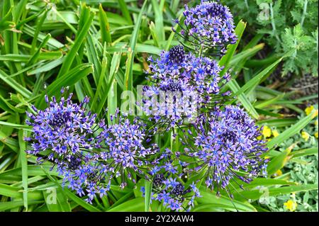 Leuchtend blaue Frühsommerblumen von Scilla peruviana oder portugiesischer Muschel, die im britischen Garten im Mai wachsen Stockfoto