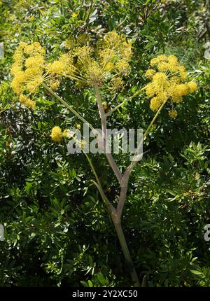 Riesenfenchel, Ferula communis, Apiaceae. Ibiza, Balearen, Spanien, Mittelmeer. Stockfoto