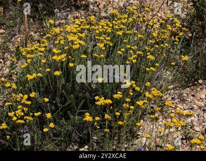 Mediterrane Erdbeere, Currypflanze, Gemeine Sträucher Everlasting, Everlasting Blume oder Ewige Blume, Asteraceae. Ibiza, Balearen, Spanien. Stockfoto