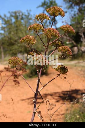 Saatkopf von Riesenfenchel, Ferula communis, Apiaceae. Ibiza, Balearen, Spanien, Mittelmeer. Stockfoto