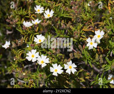 Montpellier Cistus oder Schmalblättrige Cistus, Cistus monspeliensis, Cistaceae. Ibiza, Balearen, Spanien, Mittelmeer. Stockfoto