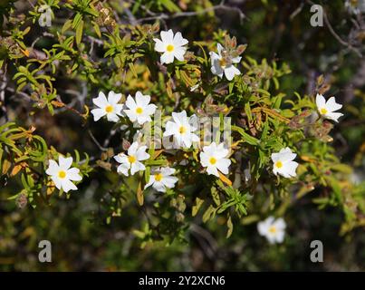 Montpellier Cistus oder Schmalblättrige Cistus, Cistus monspeliensis, Cistaceae. Ibiza, Balearen, Spanien, Mittelmeer. Stockfoto