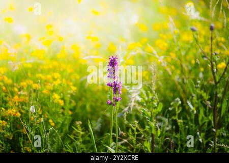 Eine lebendige Wildblumenwiese mit einer einzigen violetten Blume, die sich unter den gelben Blüten unter hellem Sonnenlicht abhebt Stockfoto