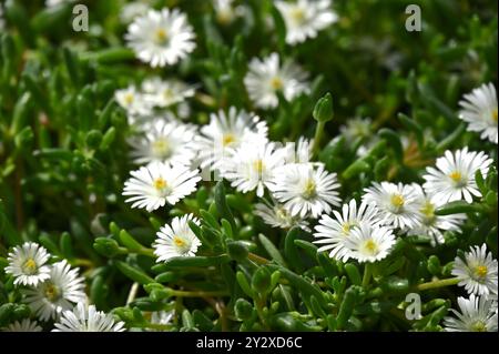 Glänzend weiße Frühsommerblumen der Eispflanze, auch bekannt als peruanische scilla, wachsen im britischen Gewächshaus Mai Stockfoto