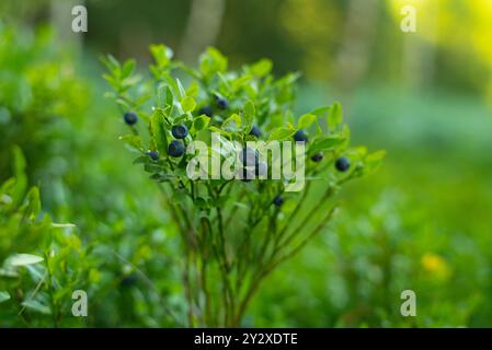Nahaufnahme von wilden Heidelbeeren, die auf Bergwiesen wachsen. Stockfoto