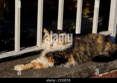 Eine Calico-Katze, die sich im Sonnenlicht auf einem Steinvorsprung auf Istanbuls Prinzeninseln in der Türkei sonnt. Stockfoto