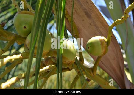 Nahaufnahme junger grüner Kokosnüsse, die auf einer Palme wachsen, mit Sonnenlicht, das durch die Blätter filtert. Stockfoto