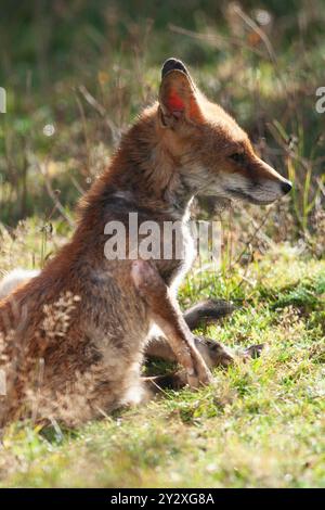 UK Weather, London, 11. September 2024: Ein Rotfuchs zieht an einem Herbstmorgen in einem Garten in Clapham die Sonne. Nach nächtlichem Regen war der Morgen sonnig mit mehr Sonnenschein und Duschen für die nächsten zwei Tage und Temperaturen unter dem saisonalen Durchschnitt. Quelle: Anna Watson/Alamy Live News Stockfoto