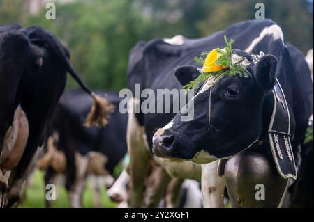 Schweizer Kühe mit Blumen und Kuhglocke dekoriert. Desalpes-Zeremonie in der Schweiz. Stockfoto