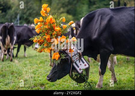 Schweizer Kühe mit Blumen und Kuhglocke dekoriert. Desalpes-Zeremonie in der Schweiz. Stockfoto