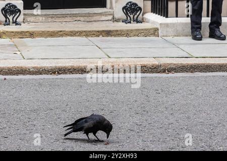 London, Großbritannien. September 2024. Eine Krähe isst eine Maus auf der Straße vor der Downing Street 10. Quelle: Mark Kerrison/Alamy Live News Stockfoto