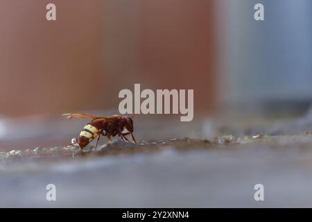 Nahaufnahme einer asiatischen Wespe, vespa orientalis, invasiven Arten, die für das Ökosystem gefährlich sind. Stockfoto