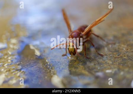 Frontalansicht einer invasiven asiatischen Wespe, Vespa orientalis, Trinkwasser in einer Pfütze. Stockfoto