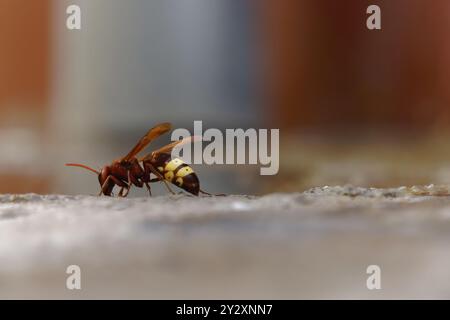 Nahaufnahme einer asiatischen Wespe, vespa orientalis, invasiven Arten, die für das Ökosystem gefährlich sind. Stockfoto