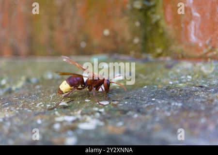 Nahaufnahme einer asiatischen Wespe, Vespa orientalis, auf dem Boden Stockfoto