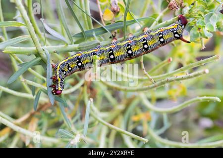 Die maltesische Spurge Hawkmoth Caterpillar (Hyles sammuti) wurde im Herbst auf den maltesischen Inseln gefunden und isst Blätter auf der Spurge Pflanze. Stockfoto