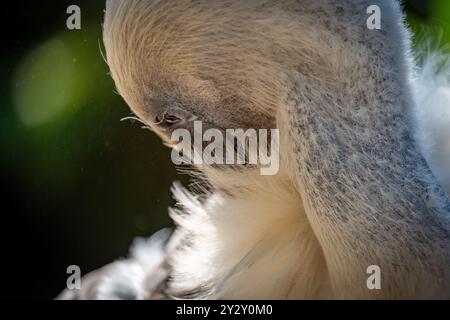 Nahaufnahme eines Pelikans, der seine Federn in sanftem, natürlichem Licht mit dunklem, unscharfem Hintergrund vorspreizt. Stockfoto