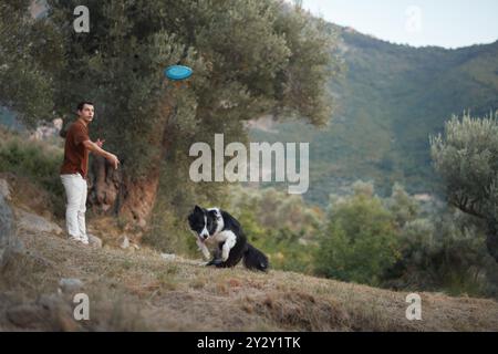 Ein Border Collie wartet eifrig, als sein Besitzer sich darauf vorbereitet, einen Ball auf einer sonnigen Lichtung zu werfen. Stockfoto