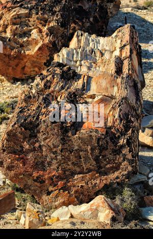 Nahaufnahme eines großen Stücks versteinerten Holzes in einer Wüstenlandschaft. Stockfoto