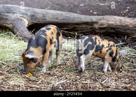 Zwei kleine Schweine mit ausgeprägten schwarzen und braunen Flecken auf dem Boden, umgeben von Stroh und Baumstämmen. Stockfoto