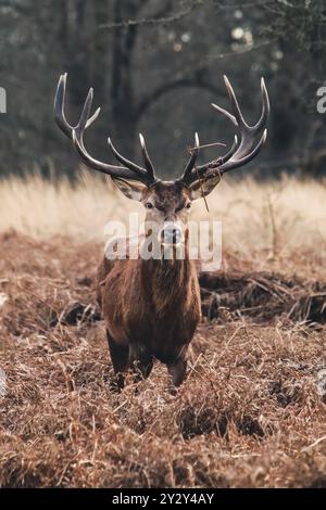 Ein majestätischer Rothirsch mit großen Geweihen auf einer Waldlichtung Stockfoto