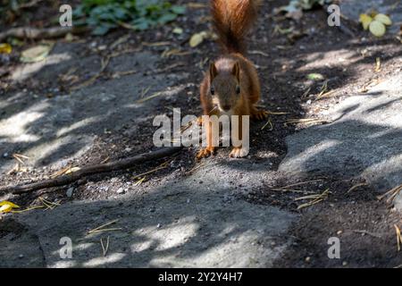 Ein kurioses Eichhörnchen steht auf einem felsigen Pfad, umgeben von Grün. Das Sonnenlicht filtert durch die Blätter und wirft Schatten auf den Boden. Das Eichhörnchen Stockfoto