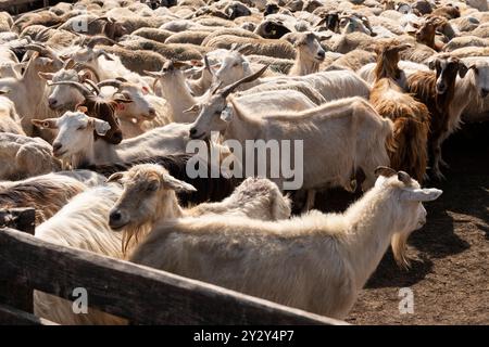 Eine Gruppe von Ziegen und Schafen, die in ein eingezäuntes Gehege auf einem Bauernhof getrieben werden. Verbringung und Bewirtschaftung von Viehbeständen im ländlichen Raum. Stockfoto