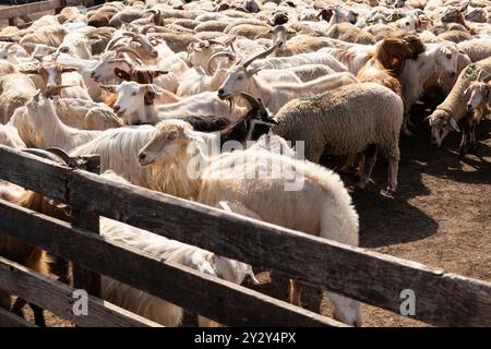 Eine Gruppe von Ziegen und Schafen, die in ein eingezäuntes Gehege auf einem Bauernhof getrieben werden. Verbringung und Bewirtschaftung von Viehbeständen im ländlichen Raum. Stockfoto