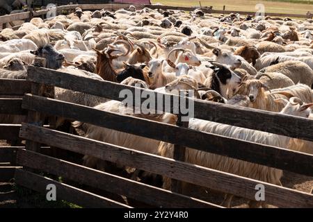 Eine Gruppe von Ziegen und Schafen, die in ein eingezäuntes Gehege auf einem Bauernhof getrieben werden. Verbringung und Bewirtschaftung von Viehbeständen im ländlichen Raum. Stockfoto