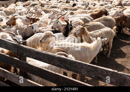 Eine Gruppe von Ziegen und Schafen, die in ein eingezäuntes Gehege auf einem Bauernhof getrieben werden. Verbringung und Bewirtschaftung von Viehbeständen im ländlichen Raum. Stockfoto