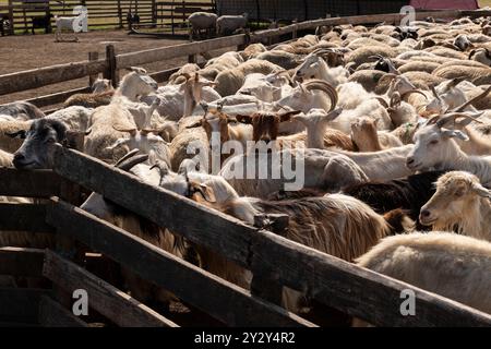 Eine Gruppe von Ziegen und Schafen, die in ein eingezäuntes Gehege auf einem Bauernhof getrieben werden. Verbringung und Bewirtschaftung von Viehbeständen im ländlichen Raum. Stockfoto