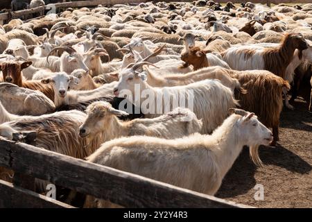 Eine Gruppe von Ziegen und Schafen, die in ein eingezäuntes Gehege auf einem Bauernhof getrieben werden. Verbringung und Bewirtschaftung von Viehbeständen im ländlichen Raum. Stockfoto