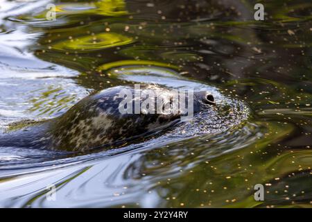 Eine Nahaufnahme einer Robbe, die in ruhigem Wasser schwimmt, mit Reflexen von Grün auf der Oberfläche. Der Kopf des Segels ist teilweise unter Wasser und zeigt seinen spott Stockfoto