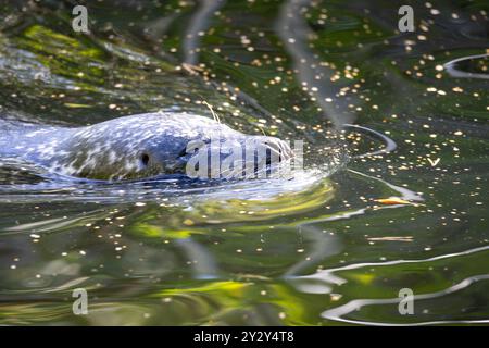 Eine Nahaufnahme einer Seekühe, die in ruhigem Wasser schwimmt, mit Sonnenlicht, das von der Oberfläche reflektiert wird. Das Gesicht der Seekühe ist teilweise untergetaucht, umgeben von ri Stockfoto