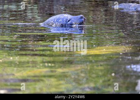 Ein heiteres Bild eines Seehundes, das teilweise in ruhiges Wasser getaucht ist, mit Reflexen von Grün auf der Oberfläche. Der Kopf der Robbe ist über Wasser und zeigt sie Stockfoto